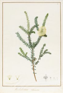 Melaleuca Chlorantha, 1812